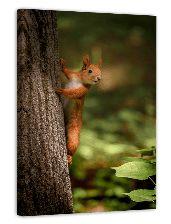Eichhörnchen am Baum