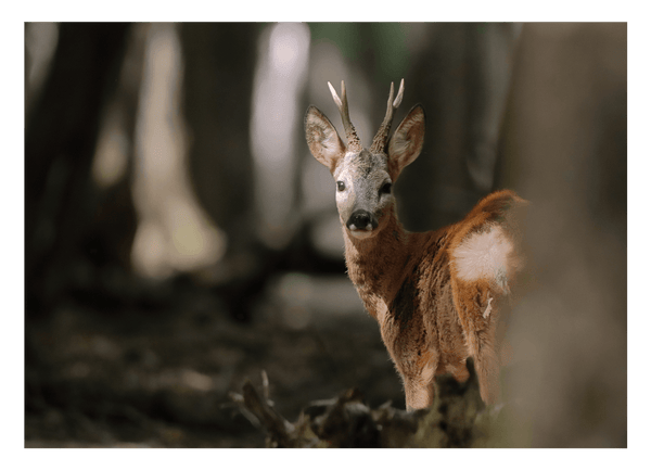Rehbock im Wald
