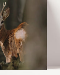 After Hover: Roe deer in the forest