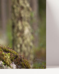 After Hover: Badger in the forest