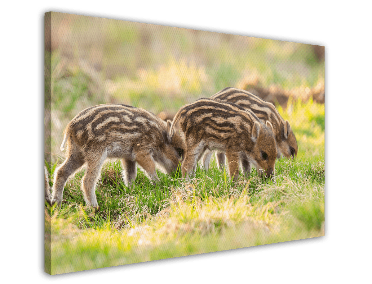 stretched-canvas