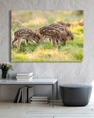 After Hover: Wildschwein Frischlinge