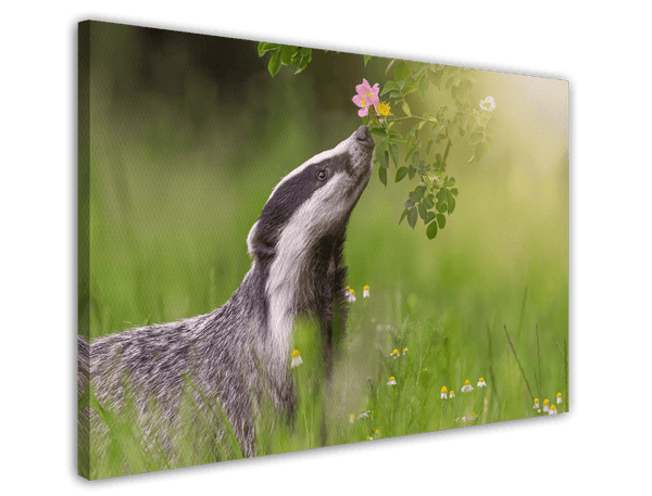 Dachs in einer Blumenwiese