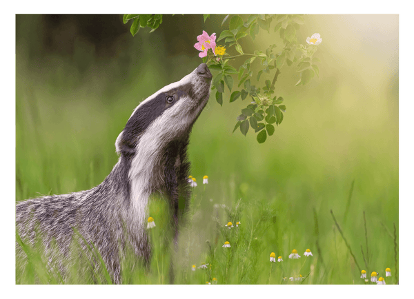 Dachs in einer Blumenwiese