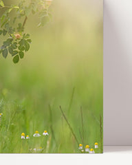 After Hover: Badger in a flower meadow