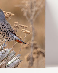 After Hover: Bird in summer