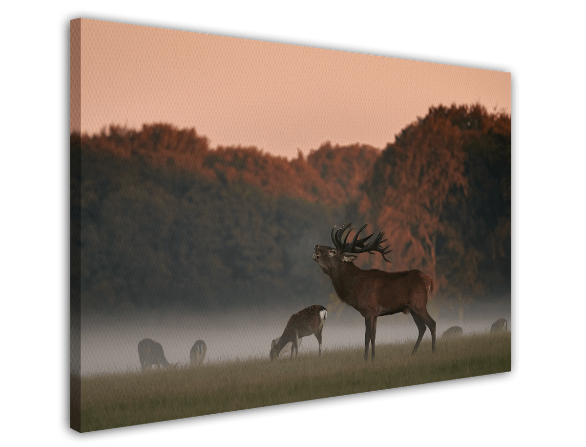 stretched-canvas