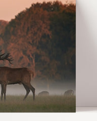 After Hover: Roaring stag