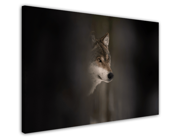 Wolf - Wildtier Fotografie