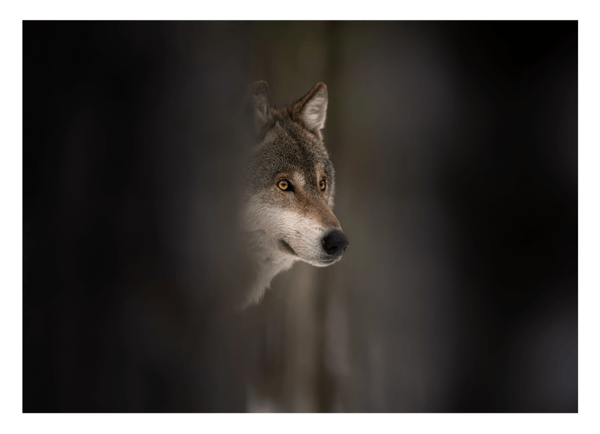 Wolf - Wildtier Fotografie