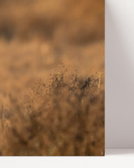 After Hover: Brown hare