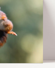 After Hover: Jumping squirrel