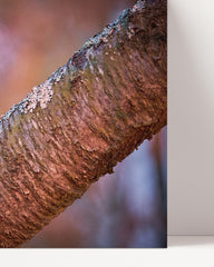 After Hover: Squirrel on a branch