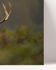 After Hover: Proud Stag