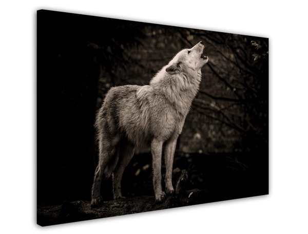 Heulender Wolf