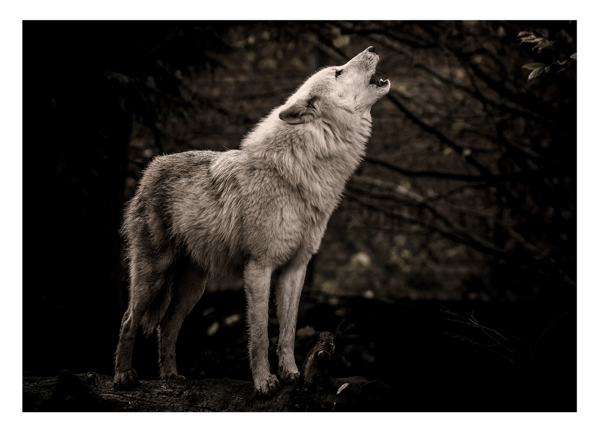 Heulender Wolf