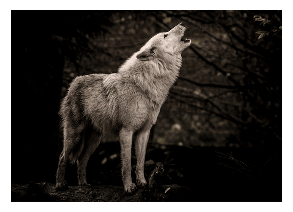 Heulender Wolf