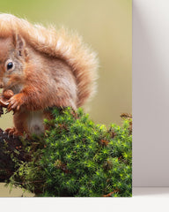 After Hover: Squirrel