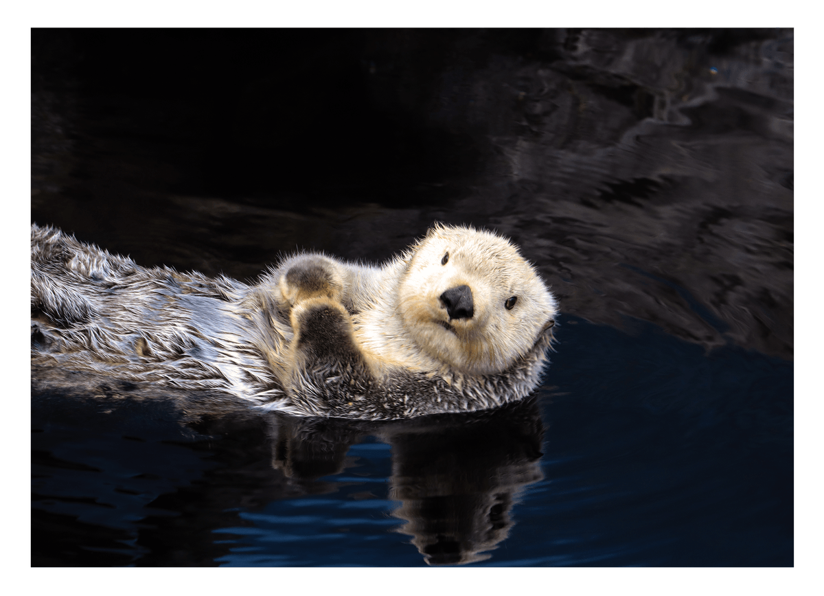 Schwimmender Seeotter