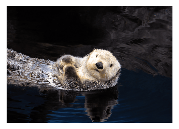 Schwimmender Seeotter