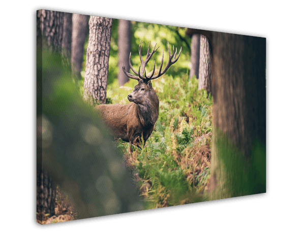 Hirsch im Wald