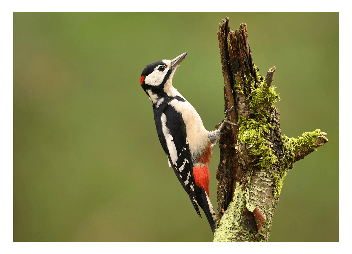 Specht Fotografie in der grünen Natur