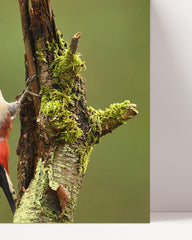 After Hover: Woodpecker photography in nature