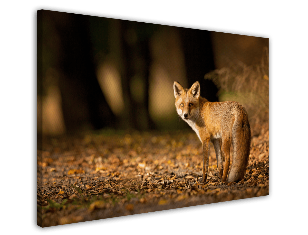 stretched-canvas