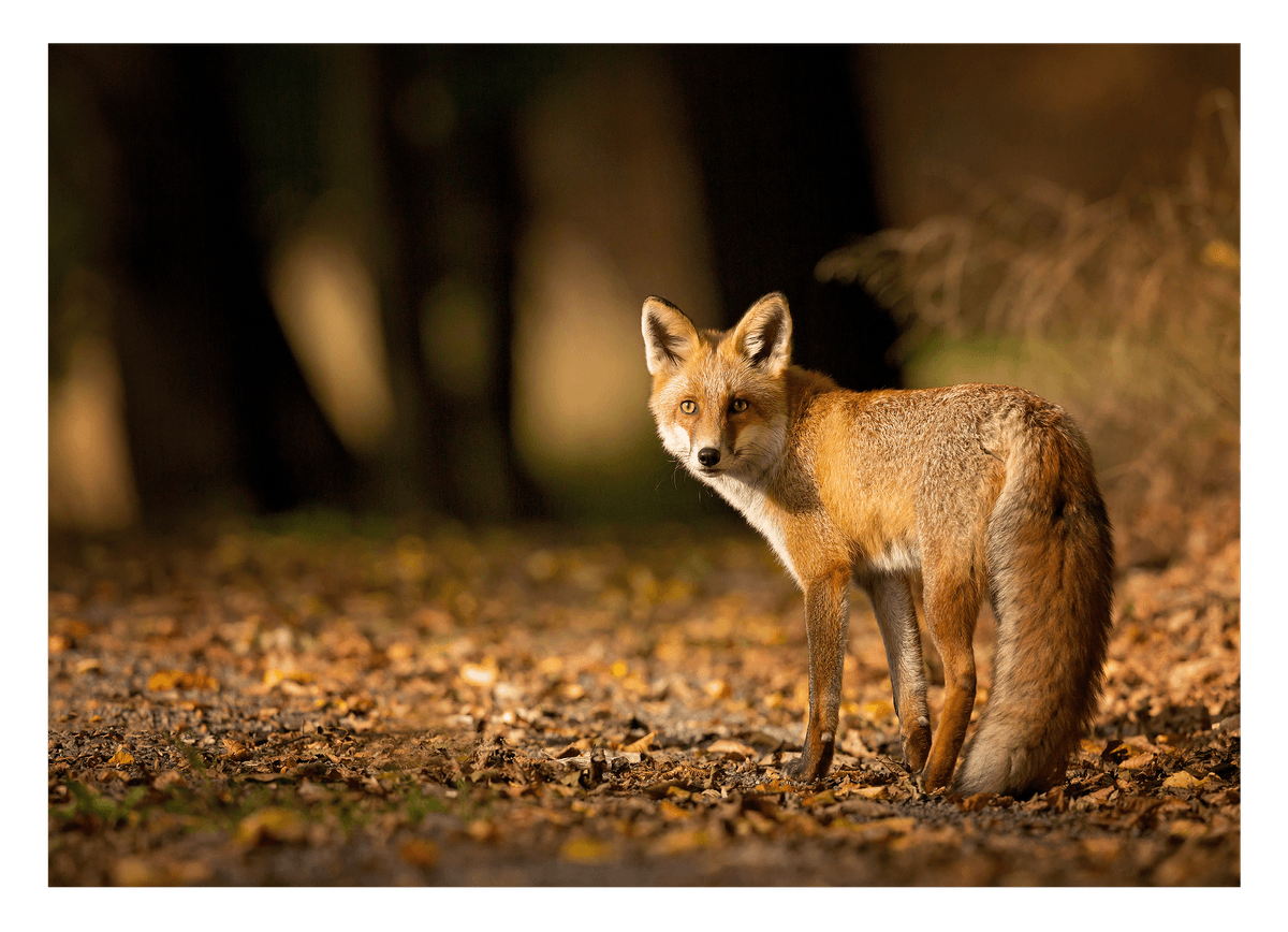 Fuchs im Blätterwald