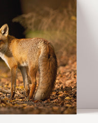After Hover: Fox in the leaf forest