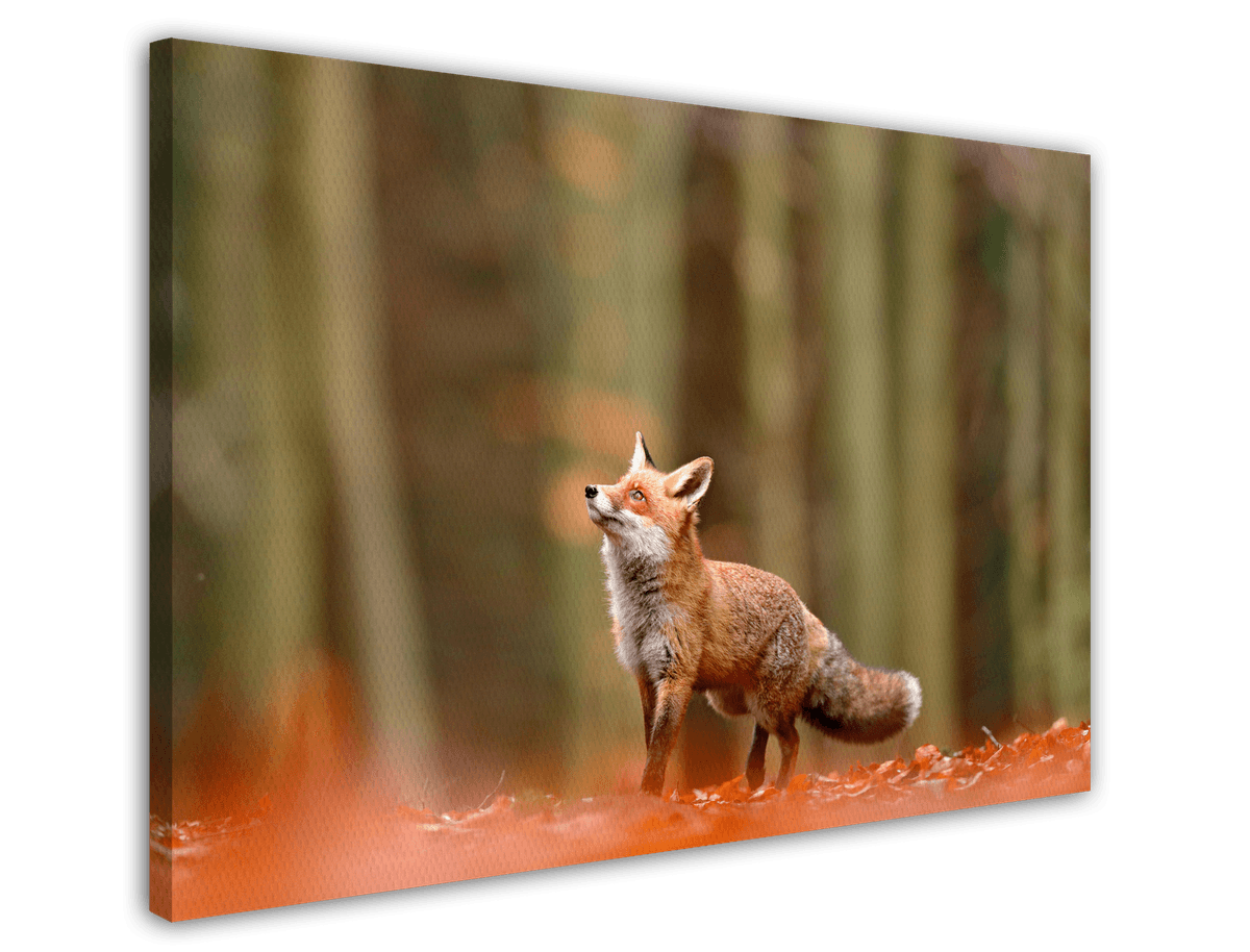 stretched-canvas