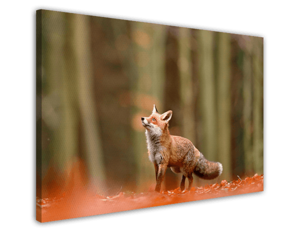 Fuchs im Wald - Tier Fotografie