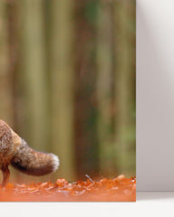 After Hover: Fox in the forest - Animal photography