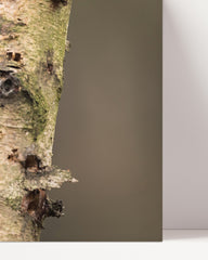 After Hover: Woodpecker on a tree - Bird photography
