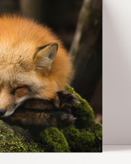 After Hover: Sleeping Fox
