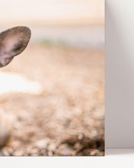 After Hover: French Bulldog