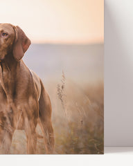 After Hover: Hunting dog in nature
