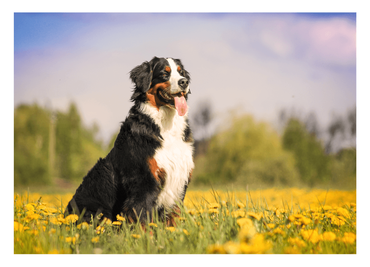 Bernersennen-Hund in Blumenwiese