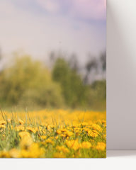 After Hover: Bernese Mountain Dog in a flower meadow