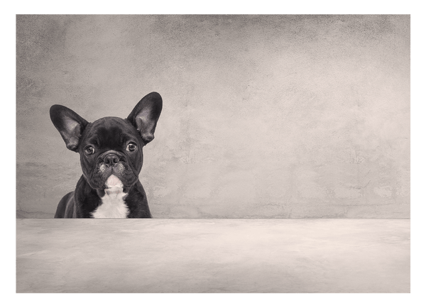 Schwarze französische Bulldogge