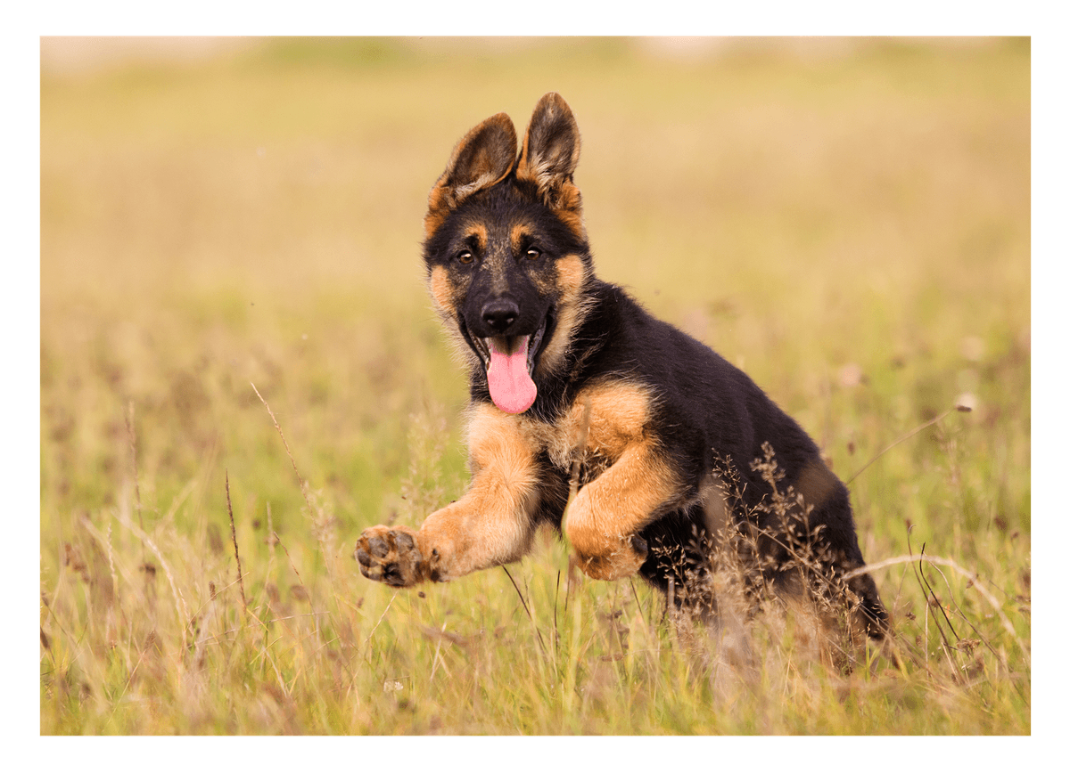 Süßer Schäferhund-Welpe
