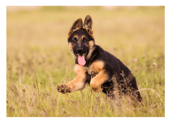 Süßer Schäferhund-Welpe