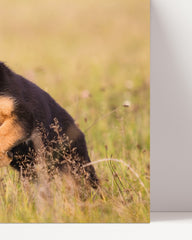 After Hover: Cute German Shepherd puppy