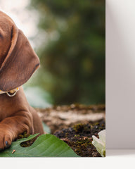 After Hover: Dachshund puppy