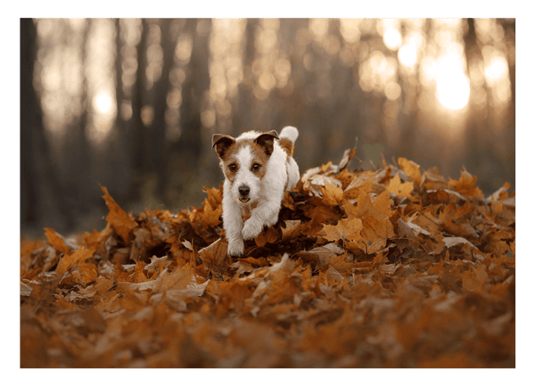 Jack Russel Terrier im Laub