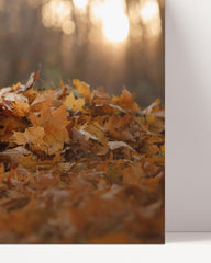After Hover: Jack Russell Terrier in the leaves