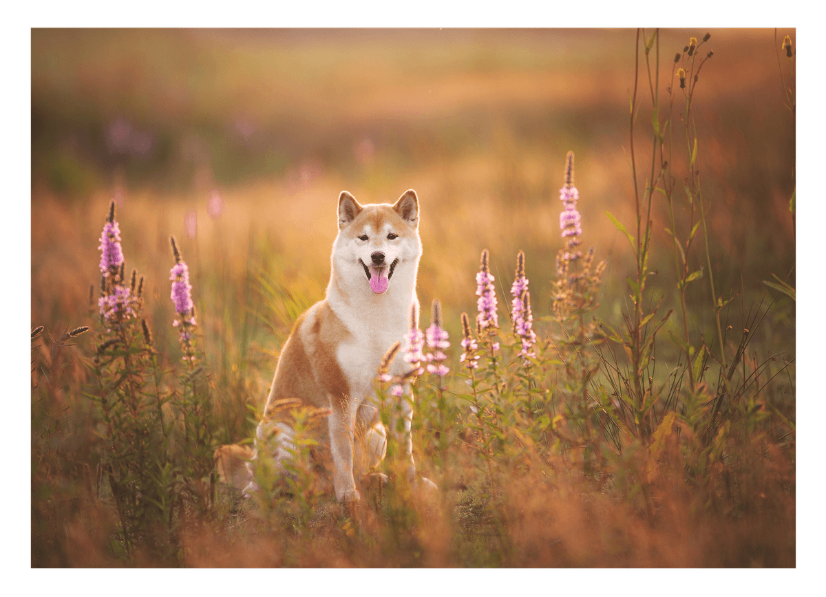 Shiba Inu in Blumenwiese