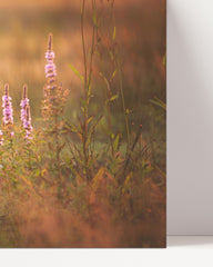 After Hover: Shiba Inu in a flower meadow