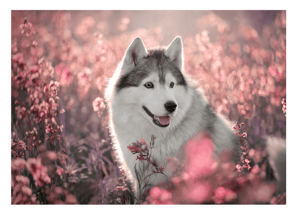 Husky in Blumenwiese