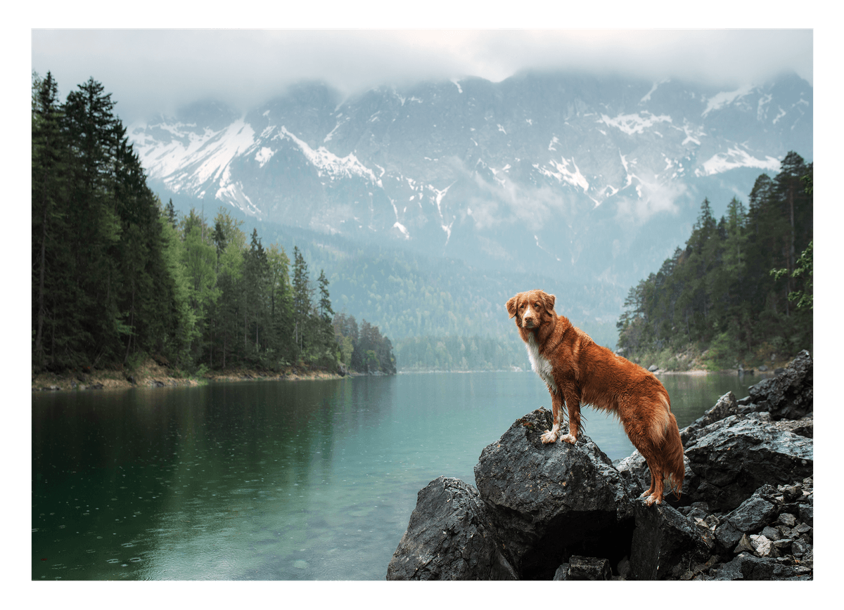 Hund in Berglandschaft
